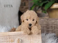 Zeta, a female Miniature Goldendoodle for sale in Berlin, OH – 6 of 7