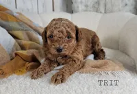 Trit, a male Maltipoo for sale in Berlin, OH – 3 of 3