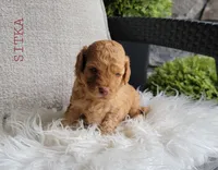 Sitka, a male Goldendoodle for sale in Berlin, OH – 4 of 4
