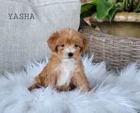  Yasha, a female Miniature Goldendoodle for sale in Berlin, OH – 2 of 4