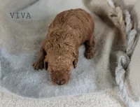 Viva, a female Cavapoo for sale in Berlin, OH – 3 of 3