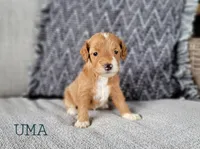 Uma, a female Miniature Goldendoodle for sale in Berlin, OH – 2 of 3