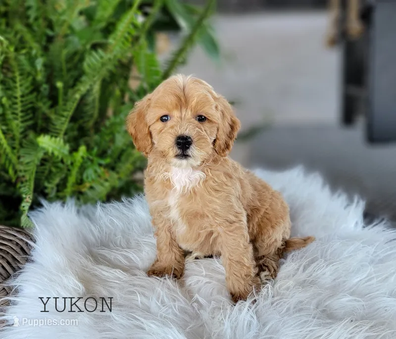 Yukon – Miniature Goldendoodle puppy for sale in Berlin, OH