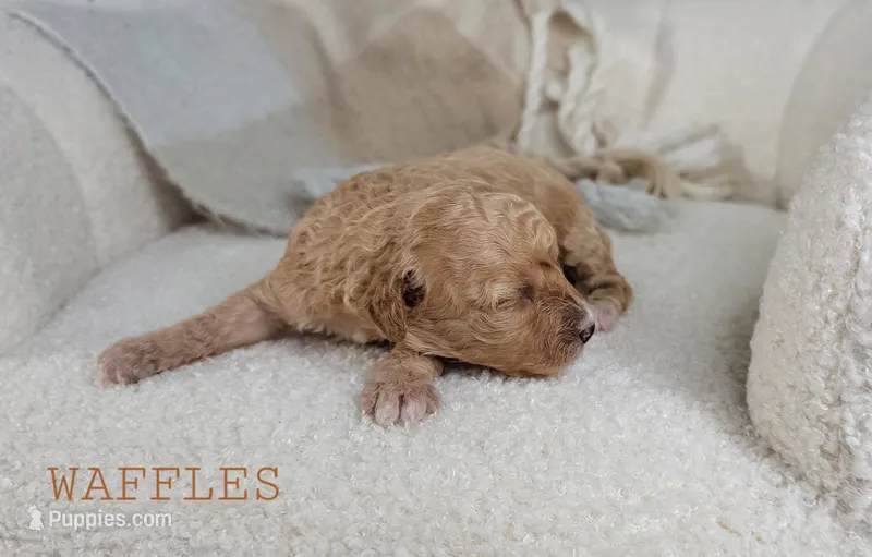 Waffles – Cavapoo puppy for sale in Berlin, OH