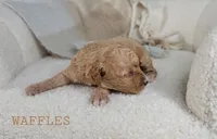Waffles, a female Cavapoo for sale in Berlin, OH – 1 of 3