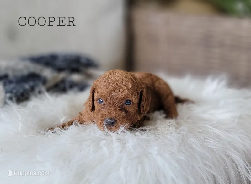 Cooper – Cavapoo puppy for sale in Berlin, OH