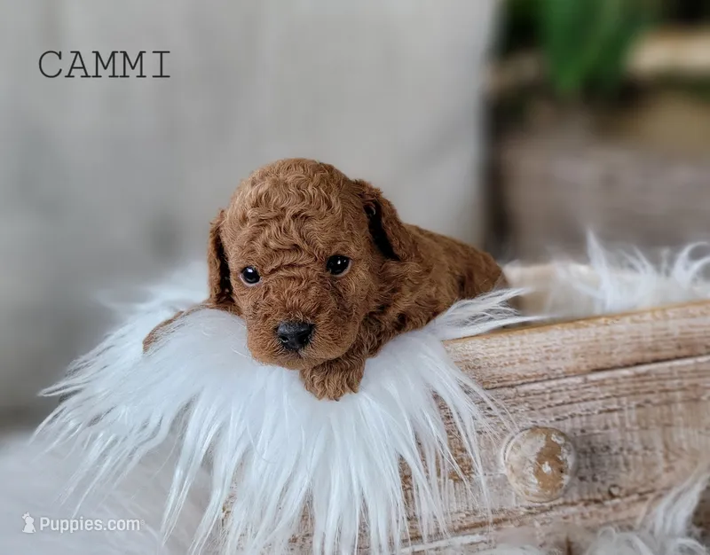 Cammi – Cavapoo puppy for sale in Berlin, OH