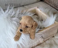 Butters, a female Cavapoo for sale in Berlin, OH – 1 of 4