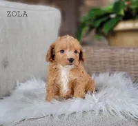 Zola, a female Miniature Goldendoodle for sale in Berlin, OH – 4 of 4