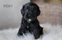 Beau, a male Cavapoo for sale in Berlin, OH – 6 of 6