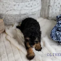 Oliver, a male Cavapoo for sale in Berlin, OH – Photo 3 of 5