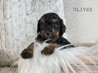 processed/98741ef9-debb-40b8-b81b-b2fe5b90942e/listing/f9f4c916-1def-417e-a329-c4dba8423259/8344ded3-5d1a-46b6-b7f5-a56cdd240c1d