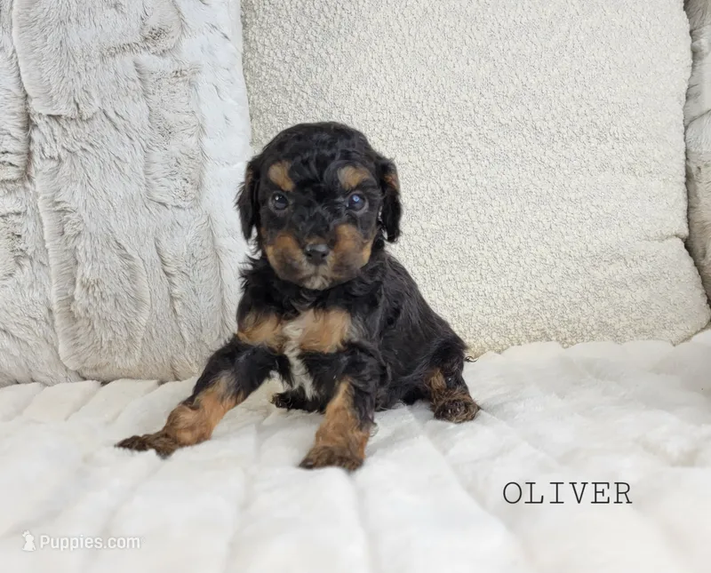 Oliver