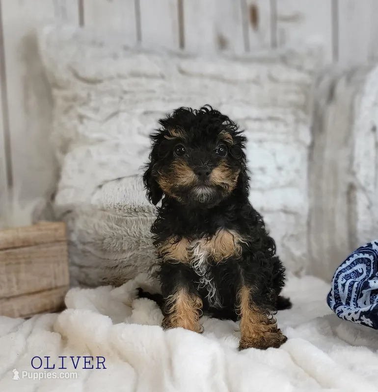 Oliver