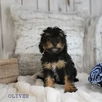 Oliver, a male Cavapoo for sale in Berlin, OH – Photo 1 of 5