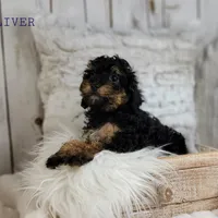 Oliver, a male Cavapoo for sale in Berlin, OH – Photo 4 of 5
