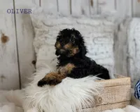 Oliver, a male Cavapoo for sale in Berlin, OH – Photo 4 of 5