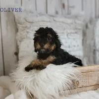 Oliver, a male Cavapoo for sale in Berlin, OH – Photo 5 of 5