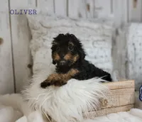 Oliver, a male Cavapoo for sale in Berlin, OH – Photo 5 of 5