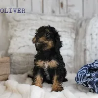Oliver, a male Cavapoo for sale in Berlin, OH – Photo 2 of 5