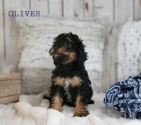 Oliver, a male Cavapoo for sale in Berlin, OH – Photo 2 of 5