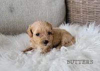 Butters, a female Cavapoo for sale in Berlin, OH – 2 of 4