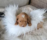 Cash, a male Cavapoo for sale in Berlin, OH – 5 of 5