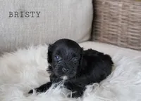 Bristy, a female Cavapoo for sale in Berlin, OH – 1 of 3