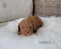 Cannoli, a female Cavapoo for sale in Berlin, OH – 2 of 3