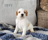 Uffy, a male Miniature Goldendoodle for sale in Berlin, OH – 4 of 6