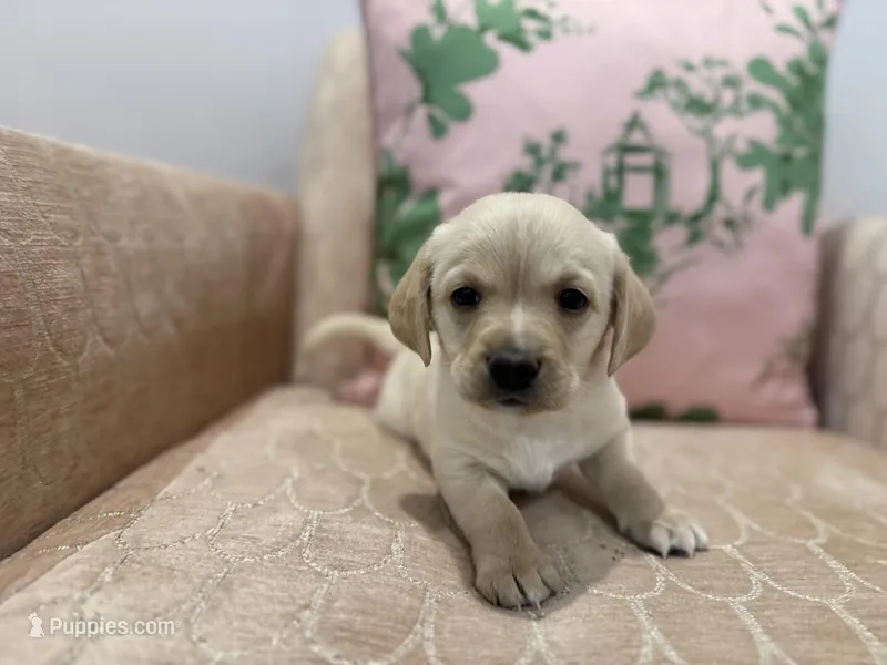 Teddy – Labradoodle puppy for sale in Weston, MA
