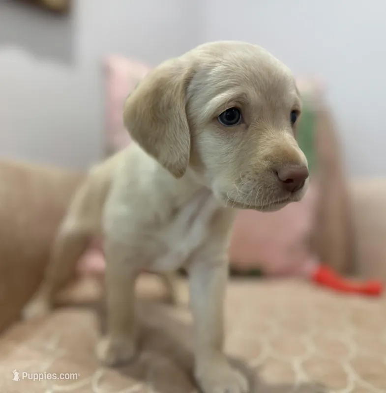 Edith, a female Labradoodle for sale in Weston, MA – Photo 1 of 1