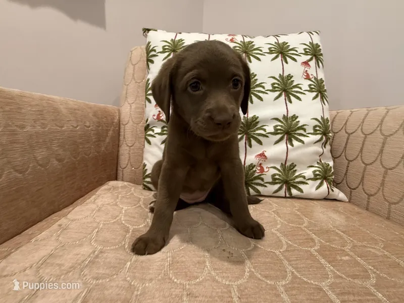 Gracey – Labradoodle puppy for sale in Weston, MA