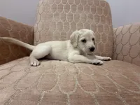 Rosey, a female Labrador Retriever for sale in Weston, MA – Photo 2 of 2