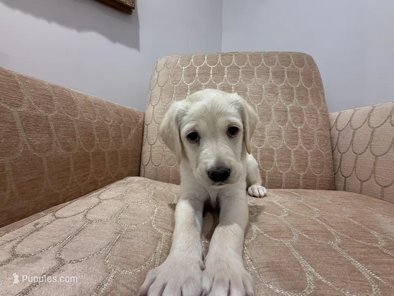 Rosey – Labrador Retriever puppy for sale in Weston, MA