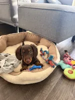 Slinky, a male Miniature Dachshund for sale in Austin, TX – 1 of 2