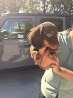 Slinky, a male Miniature Dachshund for sale in Austin, TX – 2 of 2