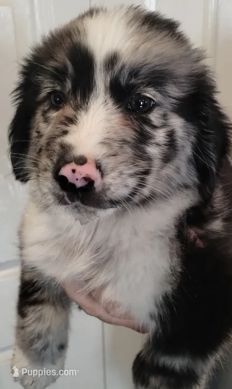 Aussie puppy  – Australian Shepherd puppy for sale in Louisville, KY