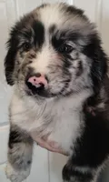 Aussie puppy , a male Australian Shepherd for sale in Louisville, KY – 1 of 1