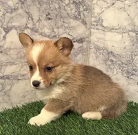 AKC Simon, a male Pembroke Welsh Corgi for sale in Albuquerque, NM – 2 of 4