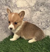 AKC Alvin, a male Pembroke Welsh Corgi for sale in Albuquerque, NM – 4 of 4