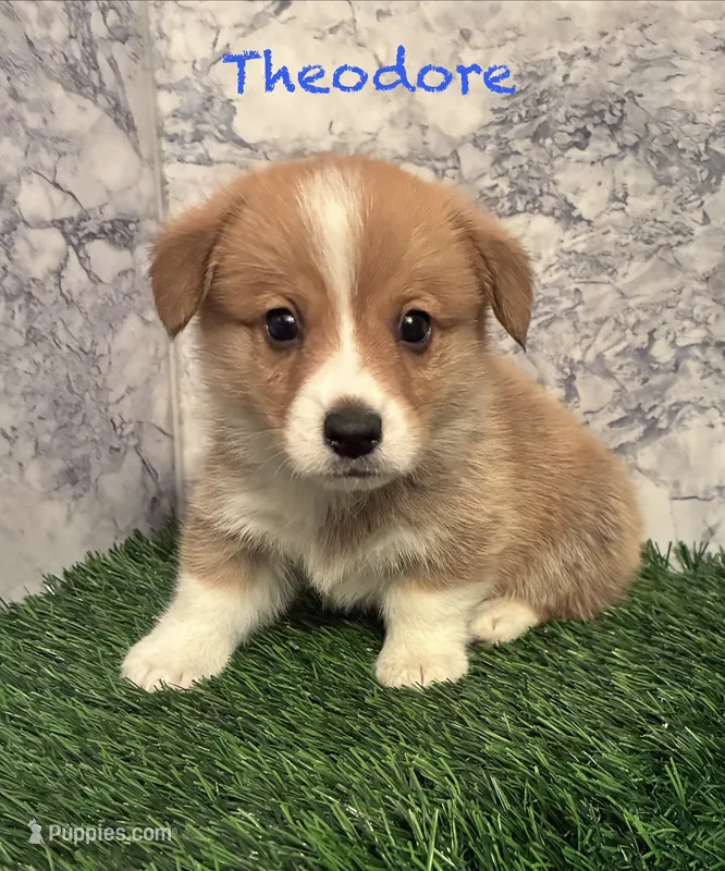 AKC Theodore – Pembroke Welsh Corgi puppy for sale in Albuquerque, NM