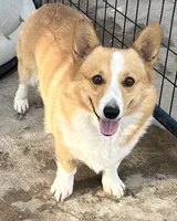 AKC Theodore, a male Pembroke Welsh Corgi for sale in Albuquerque, NM – 4 of 4