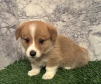 AKC Theodore, a male Pembroke Welsh Corgi for sale in Albuquerque, NM – 2 of 4