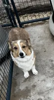 AKC Simon, a male Pembroke Welsh Corgi for sale in Albuquerque, NM – 4 of 4