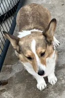 AKC Alvin, a male Pembroke Welsh Corgi for sale in Albuquerque, NM – 3 of 4