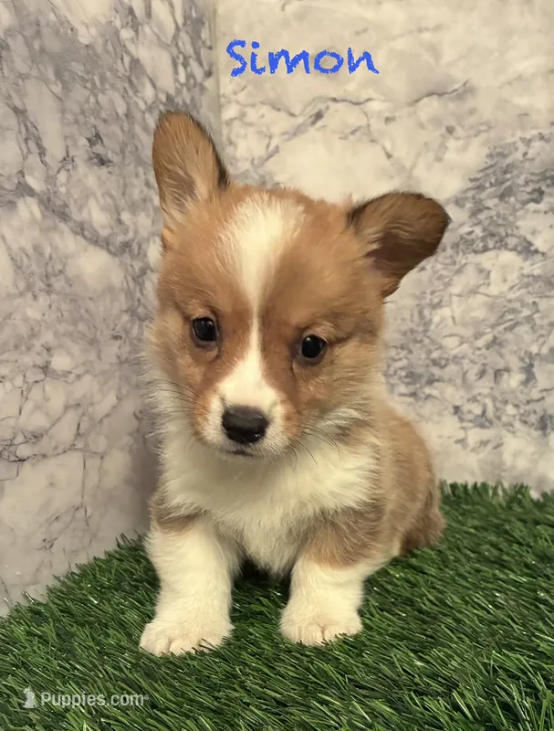 AKC Simon – Pembroke Welsh Corgi puppy for sale in Albuquerque, NM