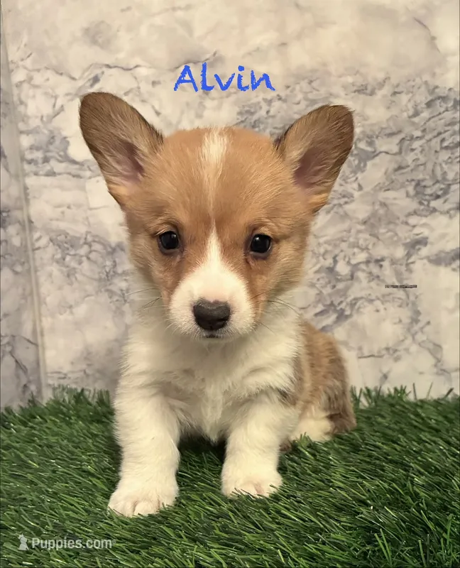 AKC Alvin – Pembroke Welsh Corgi puppy for sale in Albuquerque, NM