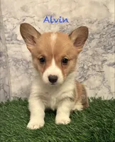 AKC Alvin, a male Pembroke Welsh Corgi for sale in Albuquerque, NM – 1 of 4