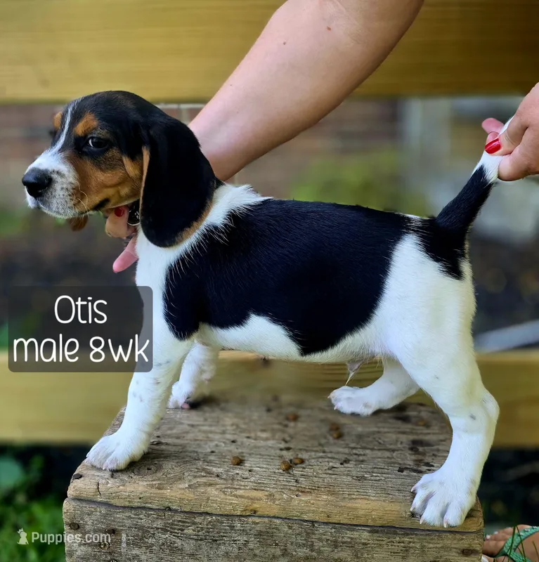Otis – Beagle puppy for sale in Arcanum, OH